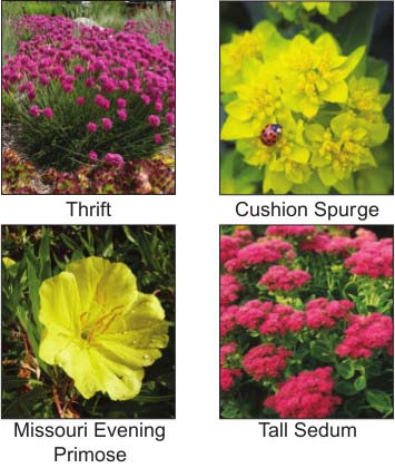 Thirft, Cushion Spurge, Catnip, Lavender, Missouri Evening Primrose, Tall Sedum, Coreopsis, Blanket Flower