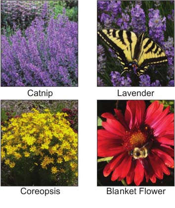 Thirft, Cushion Spurge, Catnip, Lavender, Missouri Evening Primrose, Tall Sedum, Coreopsis, Blanket Flower