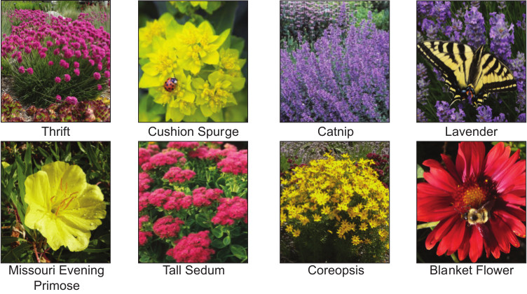 Thirft, Cushion Spurge, Catnip, Lavender, Missouri Evening Primrose, Tall Sedum, Coreopsis, Blanket Flower