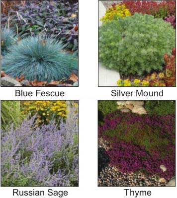 Thirft, Cushion Spurge, Catnip, Lavender, Missouri Evening Primrose, Tall Sedum, Coreopsis, Blanket Flower