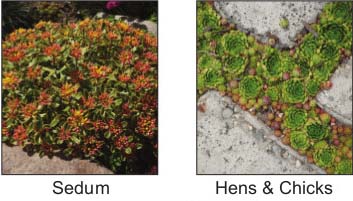 Thirft, Cushion Spurge, Catnip, Lavender, Missouri Evening Primrose, Tall Sedum, Coreopsis, Blanket Flower