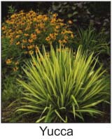 Thirft, Cushion Spurge, Catnip, Lavender, Missouri Evening Primrose, Tall Sedum, Coreopsis, Blanket Flower