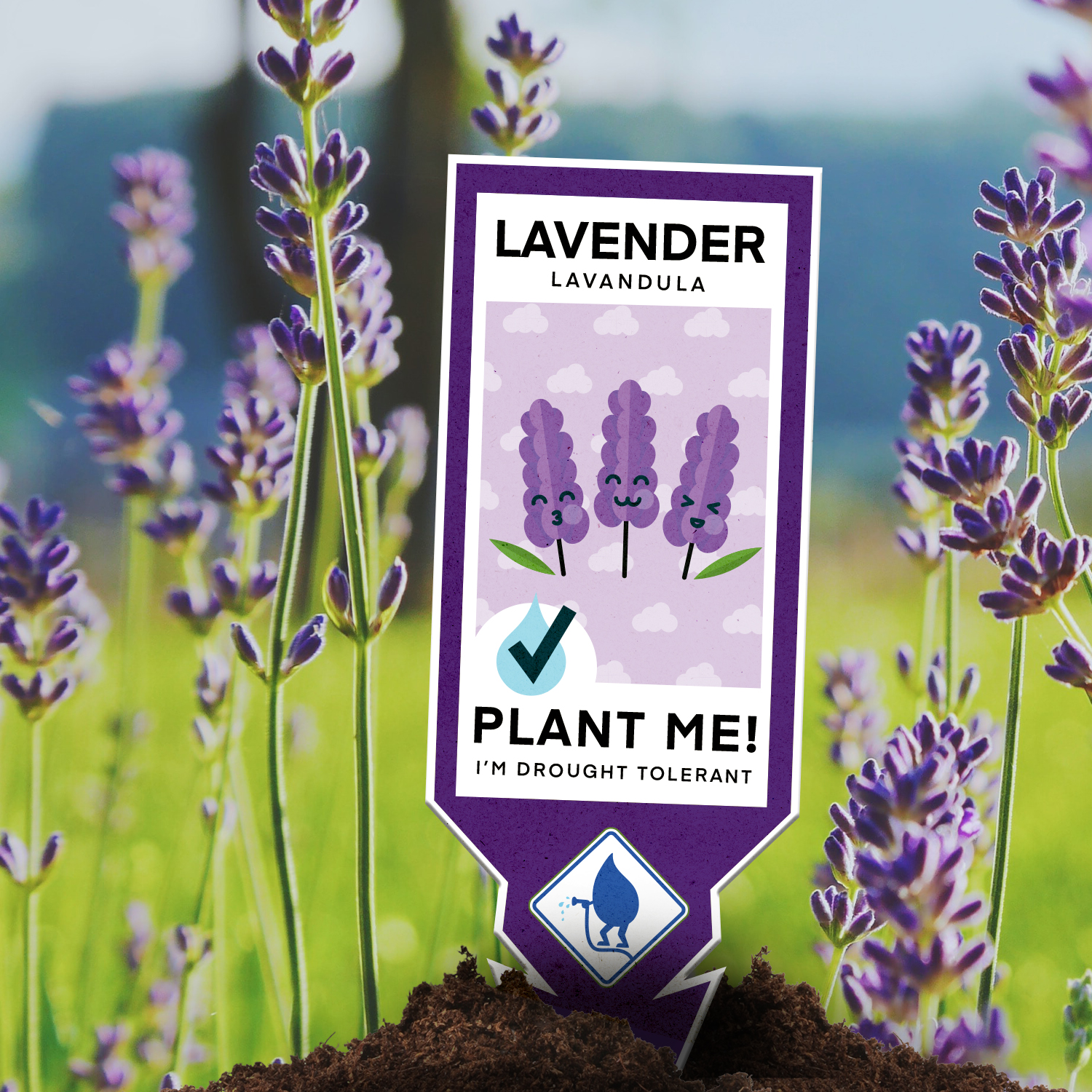 MWW-005_Plant_Social_Media_Graphic_-_Lavender