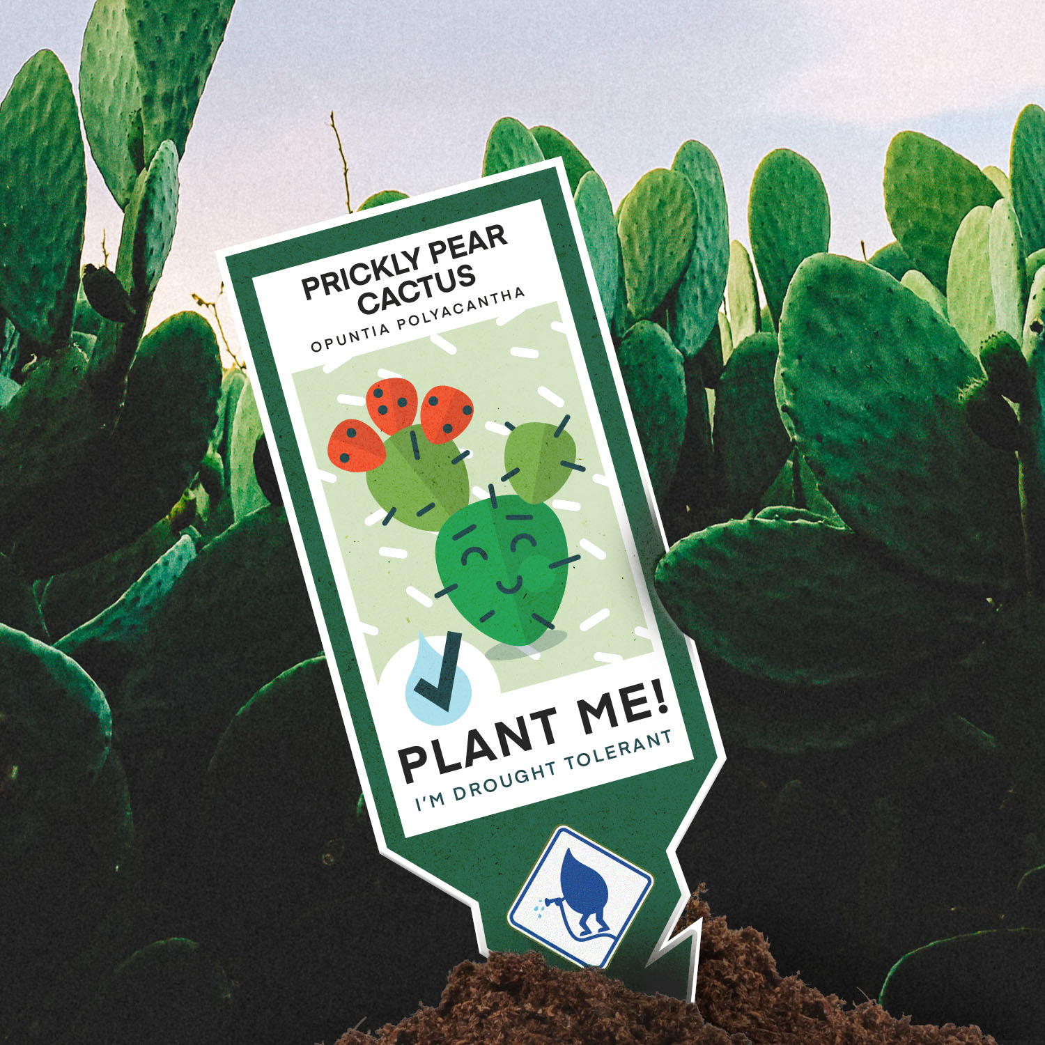 MWW-005_Plant_Social_Media_Graphic_-_Prickly_Pear_Cactus